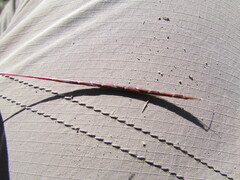 Schizachyrium tenerum