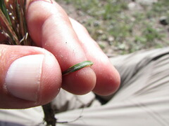 Schizachyrium tenerum