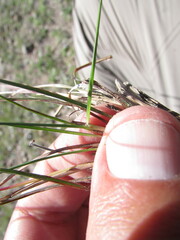 Schizachyrium tenerum