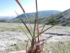 Schizachyrium tenerum