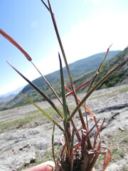 Schizachyrium tenerum