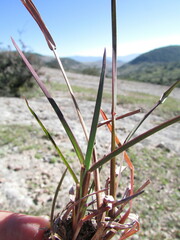 Schizachyrium tenerum