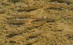 Cyprinodontidae