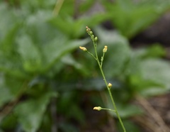Talinum paniculatum