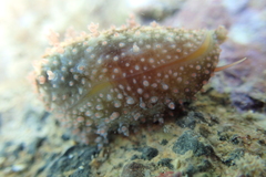 Monetaria caputophidii