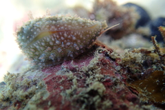 Monetaria caputophidii