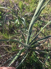 Yucca louisianensis