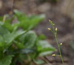 Talinum paniculatum