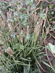 Plantago ovata