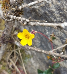 Oxalis spiralis