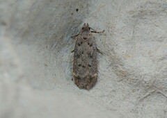 Anacampsis innocuella