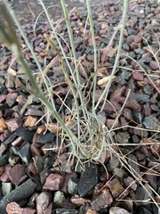 Asclepias subulata