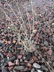 Asclepias subulata
