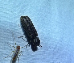 Lichenophanes bicornis