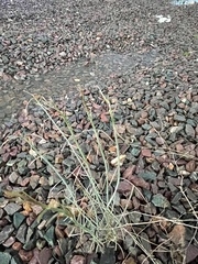 Asclepias subulata