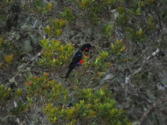 Anisognathus igniventris