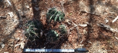 Ferocactus townsendianus