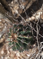 Ferocactus townsendianus