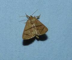 Apoda y-inversa