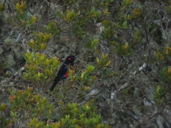 Anisognathus igniventris