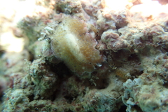 Thysanozoon tentaculatum