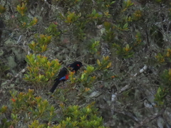 Anisognathus igniventris