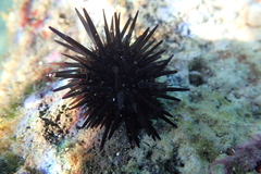 Echinometra oblonga