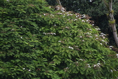 Pentaclethra macroloba