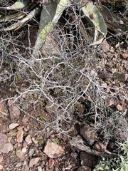 Calliandra eriophylla