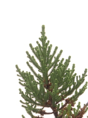 Aragoa cundinamarcensis