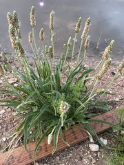 Plantago ovata