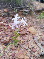 Lapeirousia pyramidalis pyramidalis