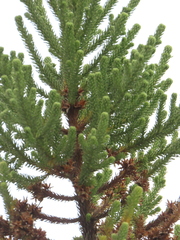 Aragoa cundinamarcensis