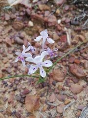 Lapeirousia pyramidalis pyramidalis