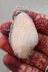 Paratapes textilis