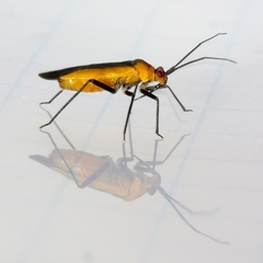 Lopidea robiniae