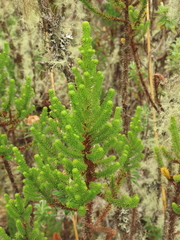 Aragoa cundinamarcensis