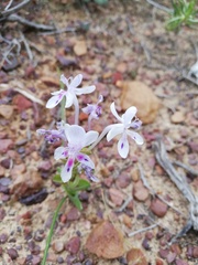 Lapeirousia pyramidalis pyramidalis
