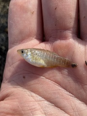 Fundulus xenicus