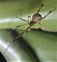 Latrodectus geometricus