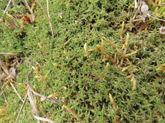 Arcytophyllum muticum