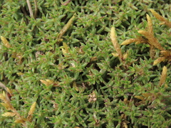 Arcytophyllum muticum