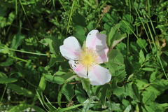 Rosa arkansana