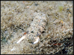 Plakobranchus ocellatus