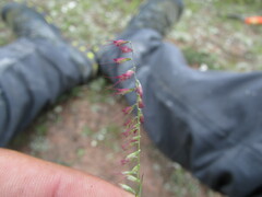 Muhlenbergia uniseta