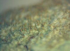 Pertusaria coccodes