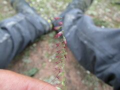 Muhlenbergia uniseta