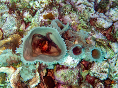 Callyspongia aculeata