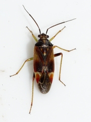 Lygidea