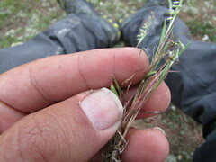 Muhlenbergia uniseta